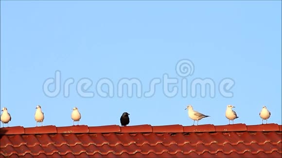 海鸥和一只乌鸦在中间的红色瓷砖屋顶上视频的预览图