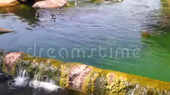 大坝和水库有鱼和鸭子西班牙巴伦西亚生物公园视频的预览图