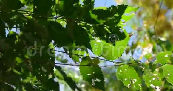 清新的绿树叶背对着天空视频的预览图