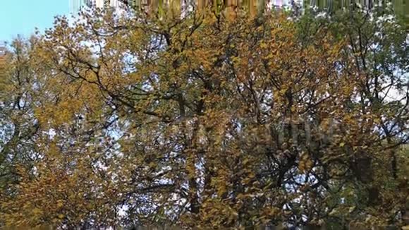 秋天的森林对抗蓝天视频的预览图