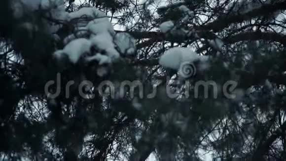 白雪覆盖的杉树枝视频的预览图