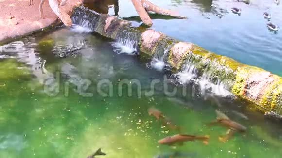 水库有鱼和水坝西班牙巴伦西亚生物公园视频的预览图