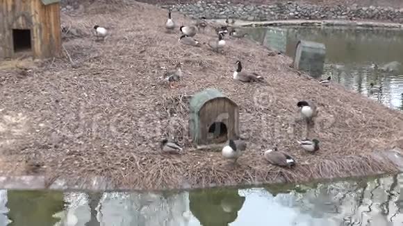 一个大鸭子家族在池塘里特写镜头4K超高清超高清视频的预览图