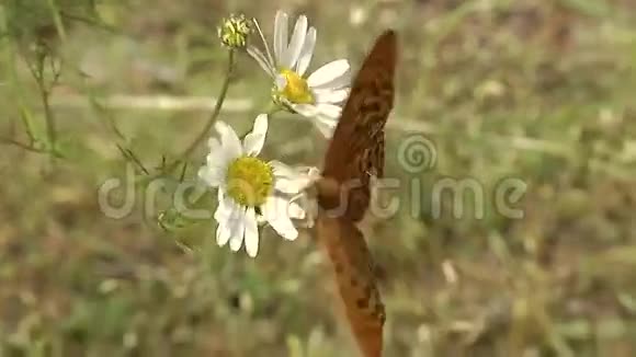 蝴蝶从雏菊中收集花粉视频的预览图