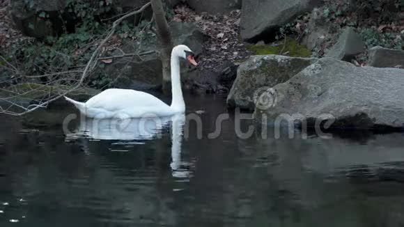 白天鹅漂浮在池塘上视频的预览图