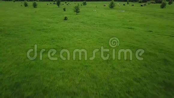 带着吃草的奶牛飞过绿野国家景观的空中背景视频的预览图