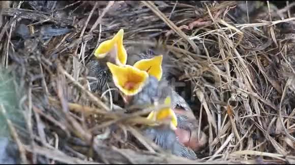 巢中蓝喉的幼鸟视频的预览图