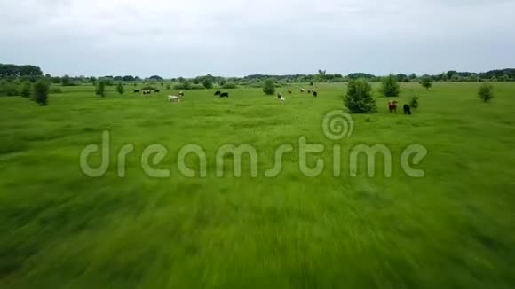 带着吃草的奶牛飞过绿野国家景观的空中背景视频的预览图