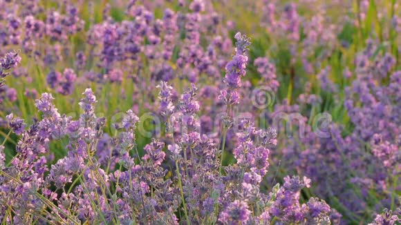 淡紫色的花在夕阳的灯光下视频的预览图