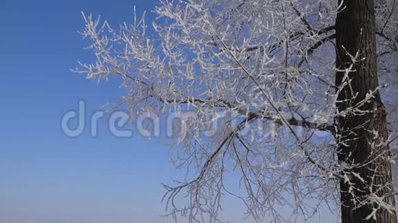 冬天的背景蓝天背景上的冻树视频的预览图
