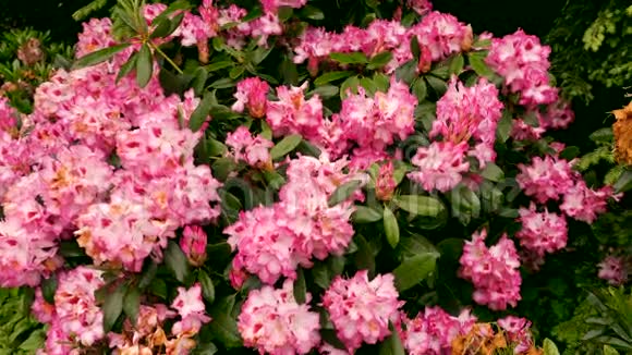 一株有粉红色花的灌木摄像机回到滑块上颜色校正视频的预览图