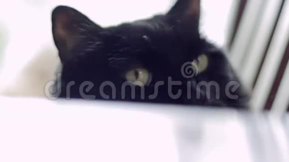 一只黑猫眼睛闭着浅绿色视频的预览图