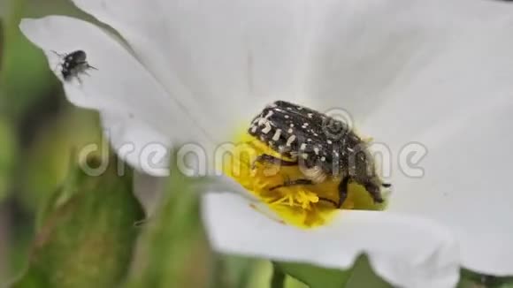 花甲虫特写Tropinotahirta视频的预览图