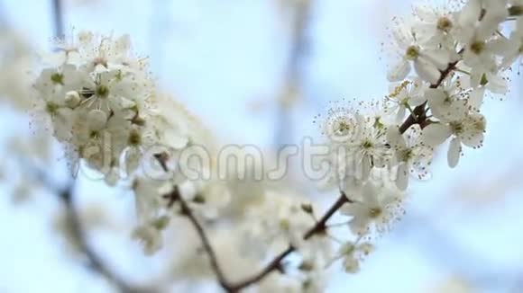 春天的花朵在树上的天空背景樱花枝上的白花视频的预览图