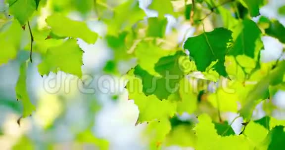 一组新鲜的绿桦树叶子背光视频的预览图