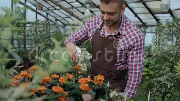 漂亮的园丁穿着围裙在温室里用花园喷雾器浇花视频的预览图