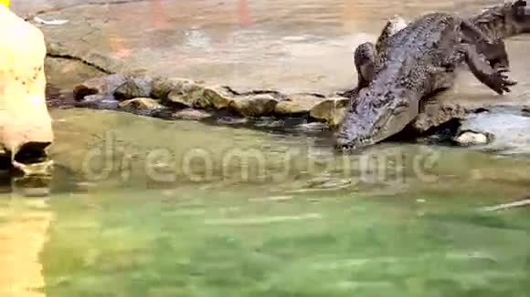 鳄鱼爬到水里视频的预览图