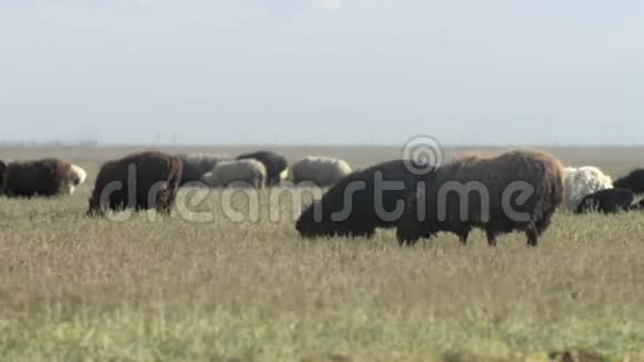 蒙古草原有羊蓝天视频的预览图