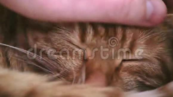 抚摸一只沉睡的姜红猫视频的预览图