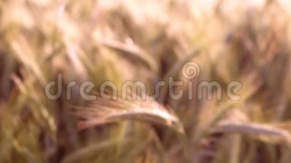 田里的大麦庄稼地视频的预览图