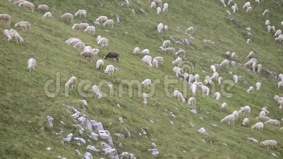 成群的绵羊和黑羊在山地草地上放牧视频的预览图