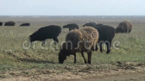 蒙古草原有羊蓝天视频的预览图