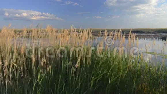 美丽的天空穿过芦苇银羽草随风摇曳视频的预览图