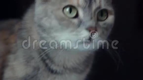 黑色背景上的灰猫视频的预览图