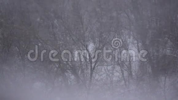 雪冬林背景慢动作视频的预览图
