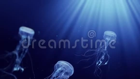 水母在深海中游泳视频的预览图