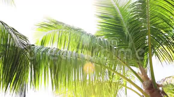 热带棕榈树逆光白色空间视频的预览图