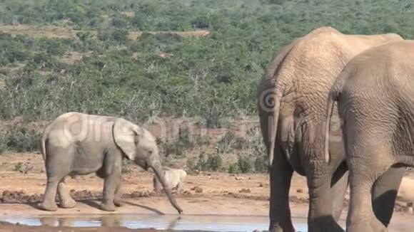 非洲象群在一个水坑里视频的预览图