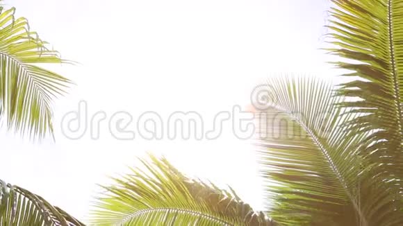 带白色背景的热带棕榈树视频的预览图