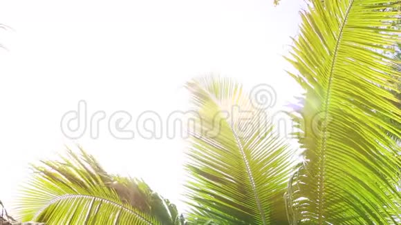 热带棕榈树逆光白色空间视频的预览图