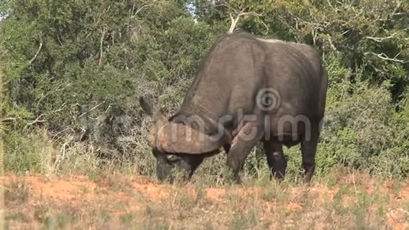 非洲水牛在热带草原上放牧视频的预览图