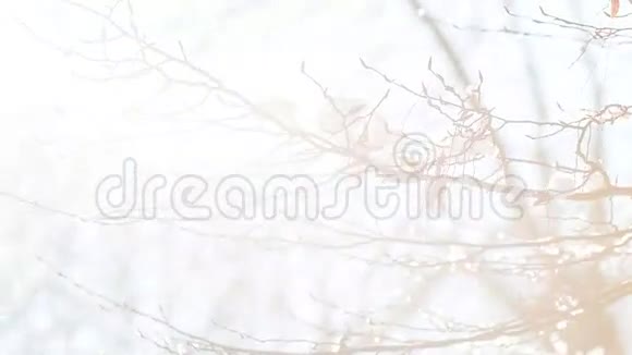在阳光明媚的冬日树枝视频的预览图