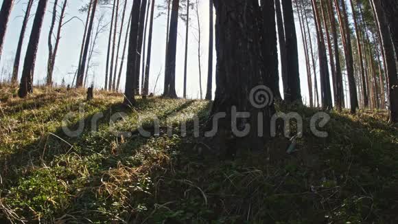 太阳冲破松树视频的预览图