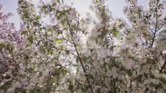 阳光穿过开着白花的苹果树的树枝视频的预览图