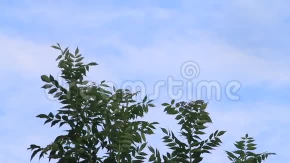 一棵树上的绿叶在微风中吹拂着蓝天视频的预览图
