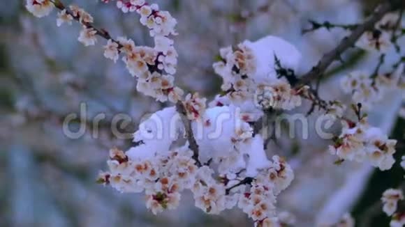 四月的雪中绽放着杏花视频的预览图