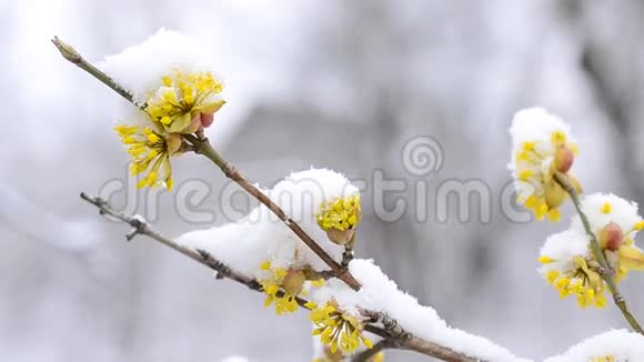雪落在美丽的黄色科内尔樱桃上视频的预览图