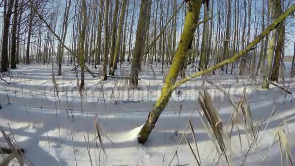 阳光透过白雪覆盖的森林中的小树照耀时间流逝视频的预览图