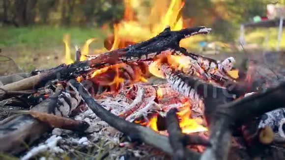 森林里的篝火木制营地的火篝火正在燃烧自然背景视频的预览图