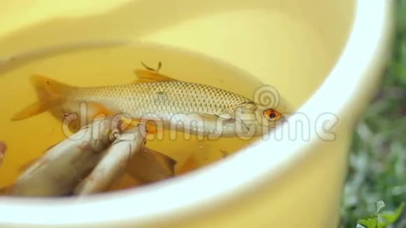 黄色水桶里的新鲜小鱼渔夫钓到了几条小鱼视频的预览图