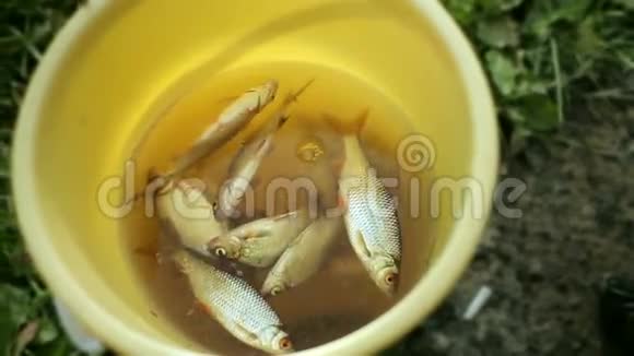 黄色水桶里的新鲜小鱼渔夫钓到了几条小鱼视频的预览图
