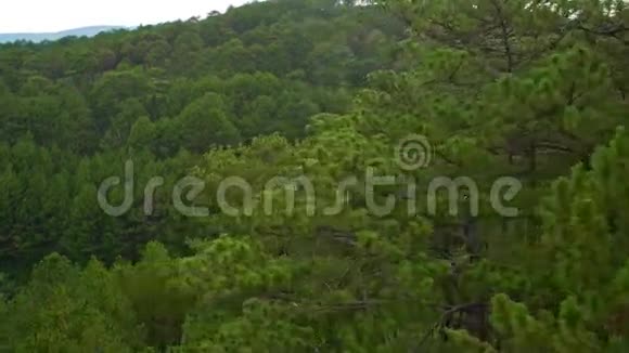 靠近松林绿顶的上景视频的预览图