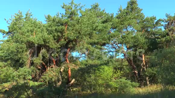 松树树干在阳光下的曲线视频的预览图
