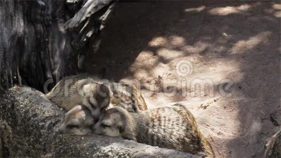 猫鼬群Suricatasuricatta睡在木材上高清的广角视野视频的预览图