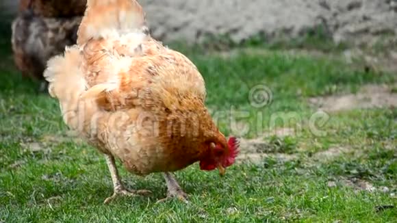 家鸡走路吃青草视频的预览图