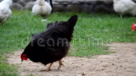 家鸡走路吃青草视频的预览图